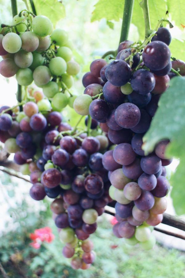 Studio And Winery Kalimut Вирпазар Екстериор снимка